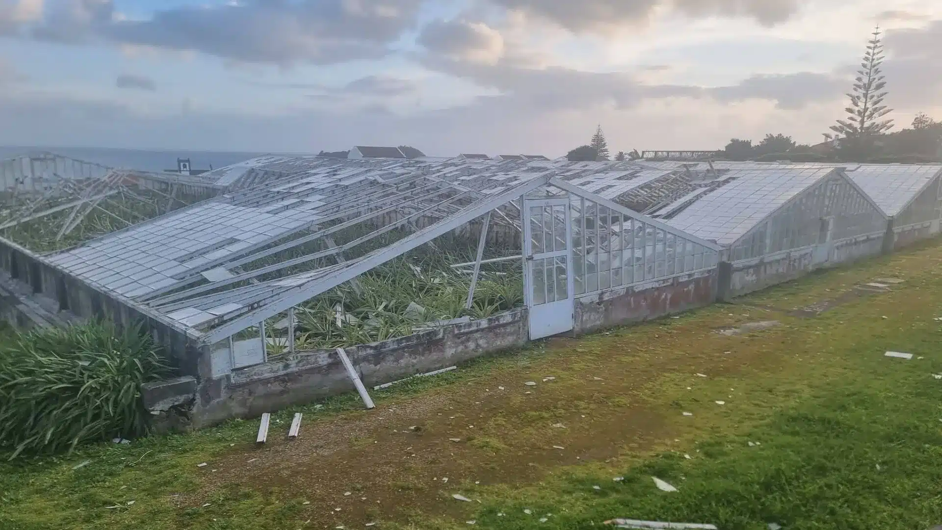 Une mini-tornade cause des ravages dans les serres d'ananas aux Açores.