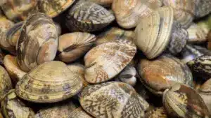 Amêijoa contaminée "C'est un non-événement", déclare le président de l'IPMA.