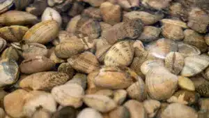 Amêijoa contaminée sur le Tage : Un "non-événement" ou plusieurs (ici et ailleurs) ?