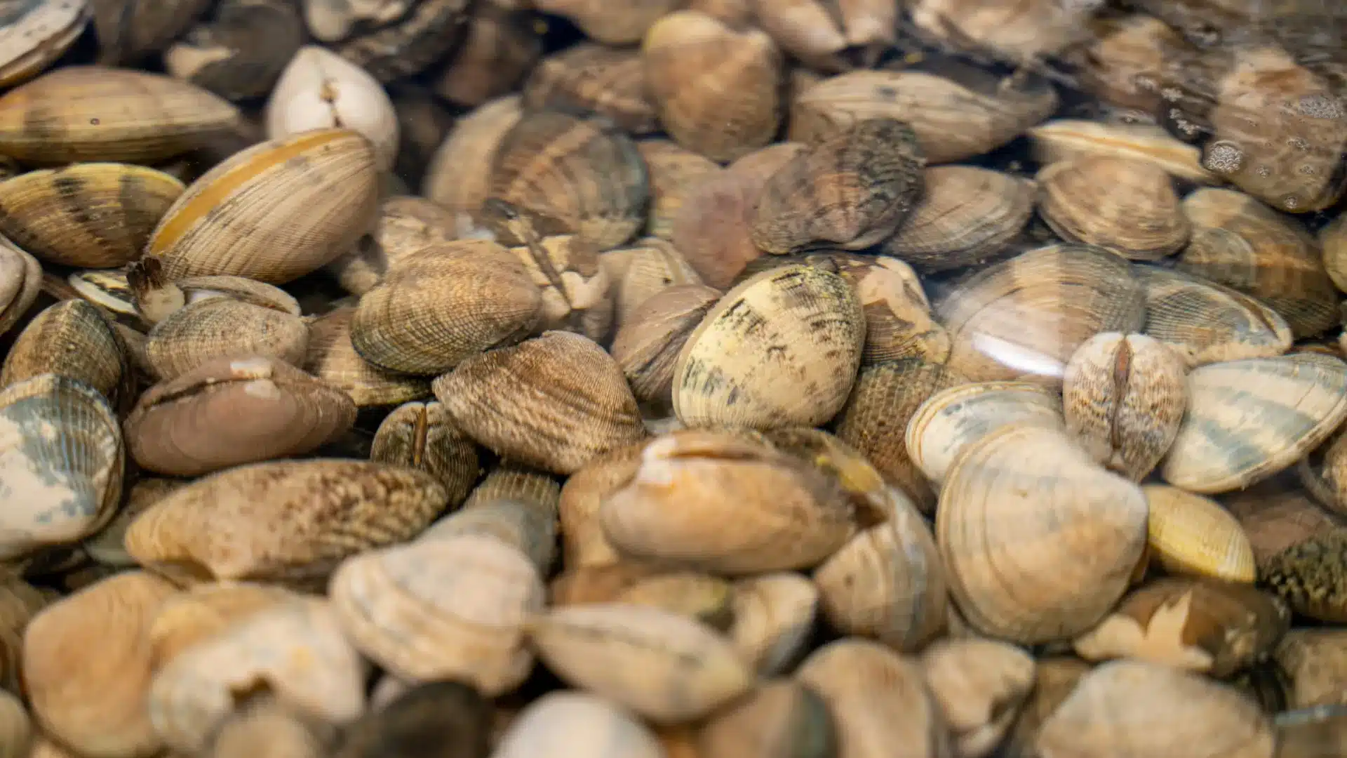 Amêijoa contaminée sur le Tage : Un "non-événement" ou plusieurs (ici et ailleurs) ?