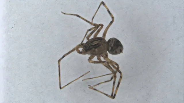 Araignée qui a inspiré Spider-Man parmi 6 espèces découvertes en Alentejo