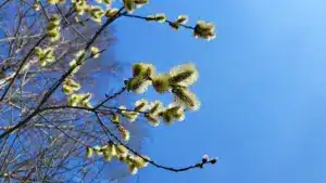 Avez-vous des allergies ? La concentration de pollen sera élevée la semaine prochaine.