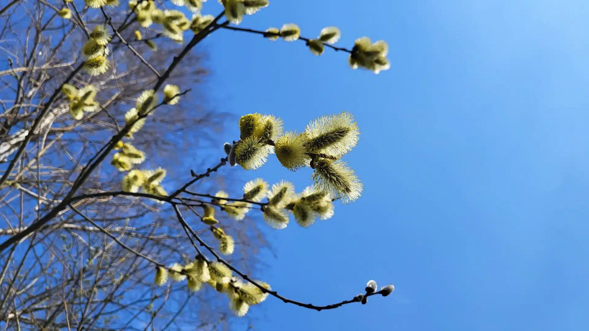 Avez-vous des allergies ? La concentration de pollen sera élevée la semaine prochaine.