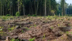 BUPi avec 42 % de la superficie identifiée. L'État et les collectivités ont jusqu'en 2028.