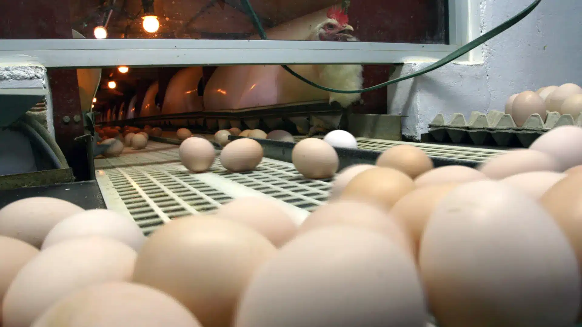 Cabo Verde : La plus grande entreprise avicole interrompt sa production après une tempête ici.