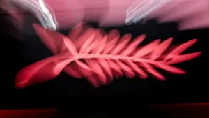 Deux courts-métrages portugais concourent au Festival de Cannes