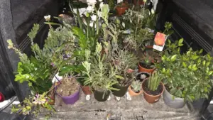 Femme arrêtée alors qu'elle volait dans un jardin de Penafiel. 70 plantes récupérées.