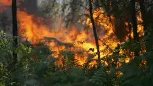 Homme arrêté par la GNR pour crime d'incendie forestier à Resende
