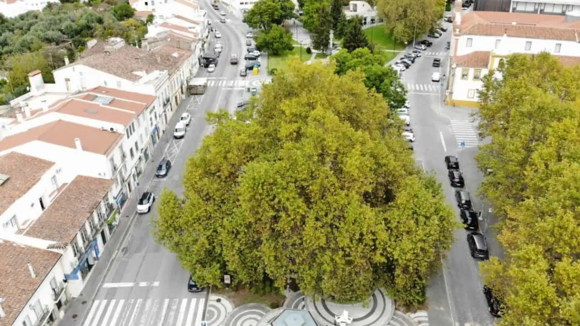La Chambre dit qu'il est prévu d'abattre seulement deux platanes à Entrecampos.