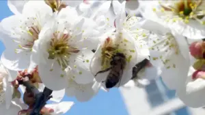 La concentration de pollen dans l'atmosphère sera élevée jusqu'à la fin du mois.