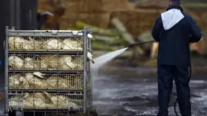 La DGAV lève le confinement des oiseaux, mais avertit : La grippe n'est pas encore terminée.