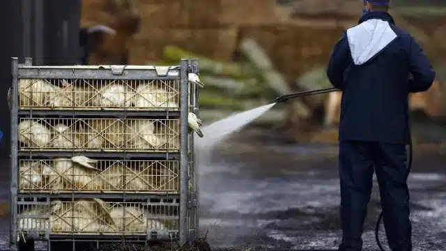 La DGAV lève le confinement des oiseaux, mais avertit : La grippe n'est pas encore terminée.