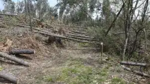 La forêt de Leiria va vendre des arbres tombés aux enchères publiques.