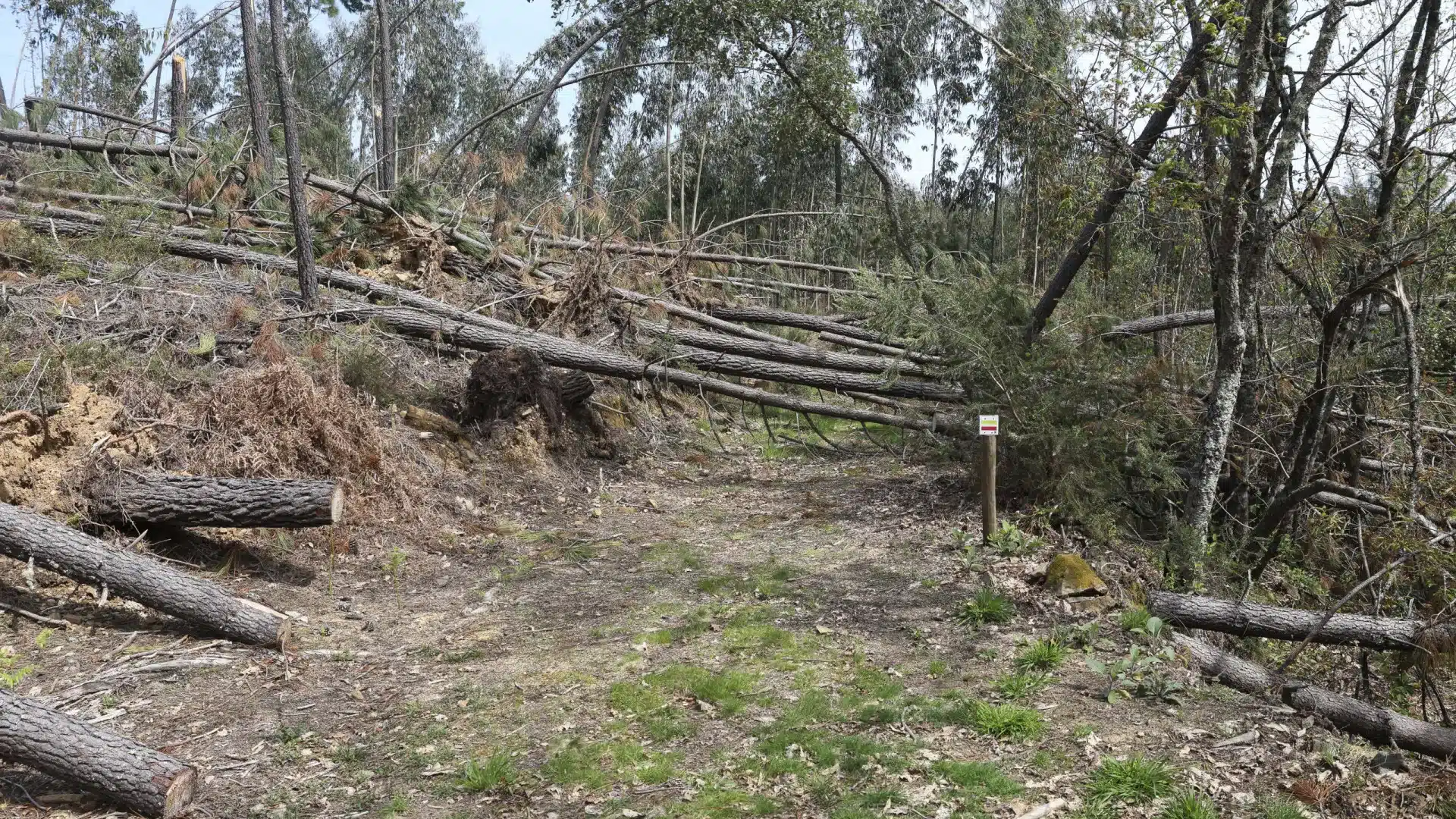 La forêt de Leiria va vendre des arbres tombés aux enchères publiques.