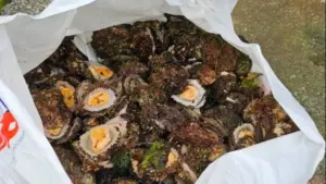 La GNR saisit environ 15 kilogrammes de patelles sur l'île des Flores.