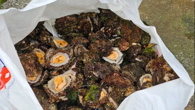 La GNR saisit environ 15 kilogrammes de patelles sur l'île des Flores.