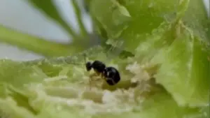 La guêpe du châtaignier affecte sévèrement les zones de Bragança.