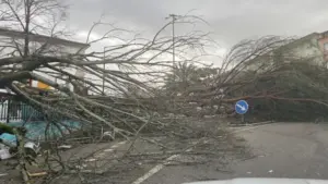La municipalité de Pombal crée une ligne de soutien pour l'économie locale.