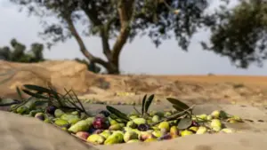 La production d'huile d'olive en Alentejo devrait chuter à 160 000 tonnes.