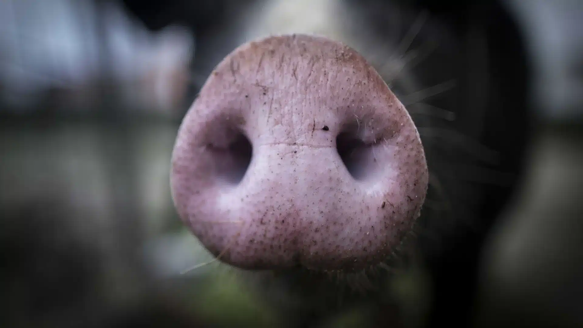 La Quinta de Santarém accusée de maltraitance animale continue son activité.