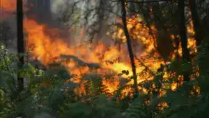 Le feu à Aveiro est entré en phase de refroidissement à 22h11, dit la Protection Civile.
