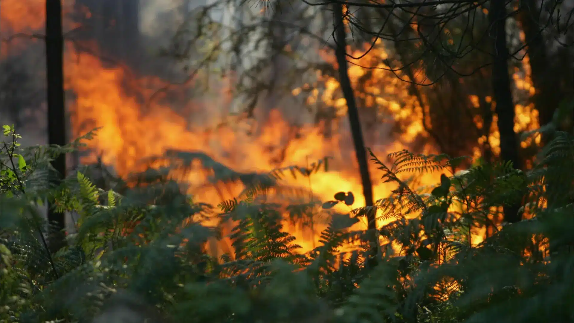 Le feu à Aveiro est entré en phase de refroidissement à 22h11, dit la Protection Civile.