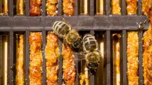 Le gouvernement approuve un plan pour protéger les espèces pollinisatrices.