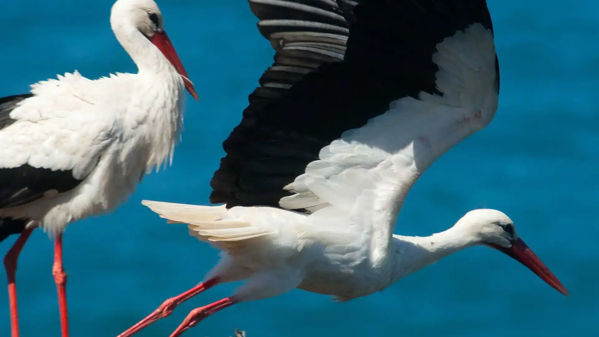 Le MP classe la plainte du PAN après l'abattage d'un nid de cigognes à Gondomar.