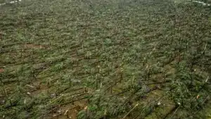Les arbres tombés à Leiria pourraient ne pas être enlevés avant la fin juin.