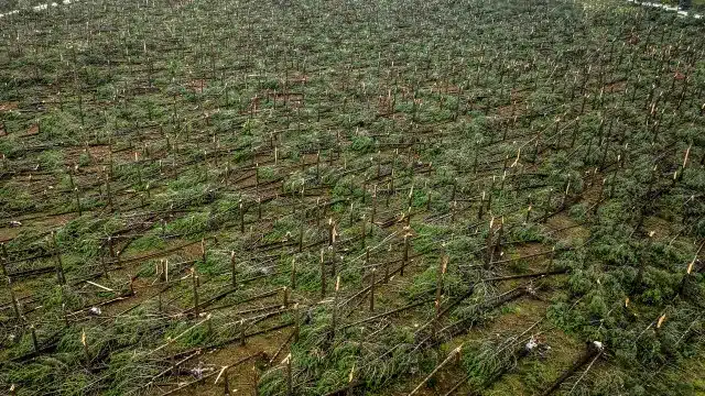 Les arbres tombés à Leiria pourraient ne pas être enlevés avant la fin juin.