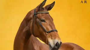 Les chevaux de l'État sont mis aux enchères. Les ventes atteignent 200 000 euros.