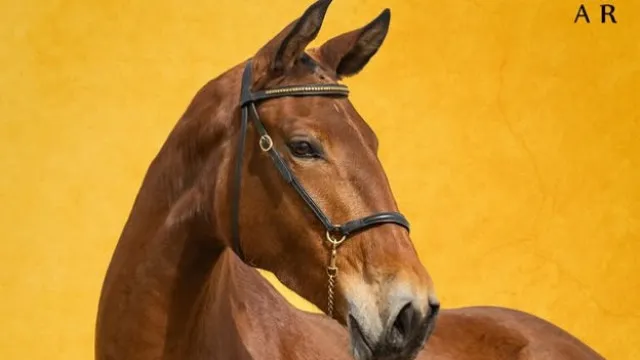 Les chevaux de l'État sont mis aux enchères. Les ventes atteignent 200 000 euros.