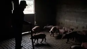 Les éleveurs de porcs doivent déclarer les porcs ce mois-ci.