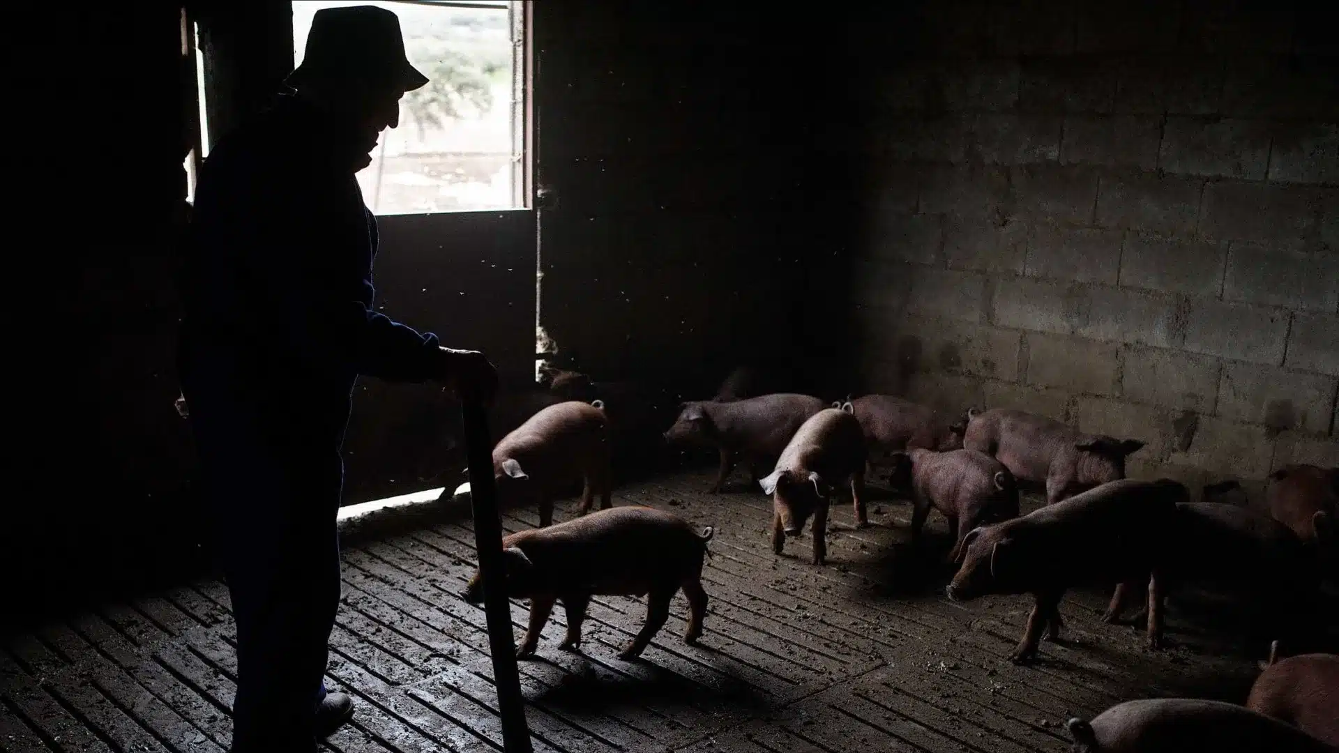 Les éleveurs de porcs doivent déclarer les porcs ce mois-ci.