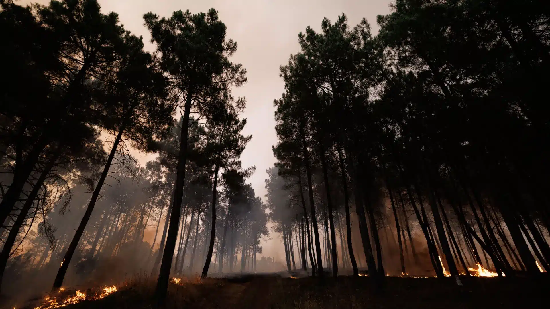 Les feux. Commandement intégré de prévention et opérations est présenté aujourd'hui.