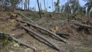 Les mesures du PTRR pour la forêt à moyen terme totalisent 660 ME