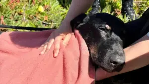 Les pompiers sauvent un chien coincé dans un puits de 25 mètres de profondeur.