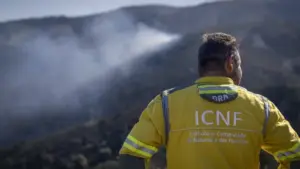 L'ICNF admet des retards dans les indemnités pour les attaques de loups sur les troupeaux.