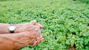 Mais de 2000 jeunes agriculteurs installés, dit le ministre
