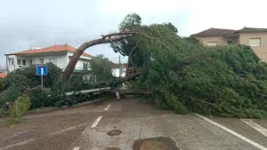 Mauvais temps : Leiria propose des téléconsultations de psychologie pour les jeunes.