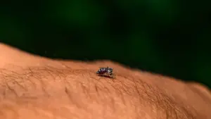 Moustique vecteur dans 10 autres communes : De la dengue au Zika, que savoir ?