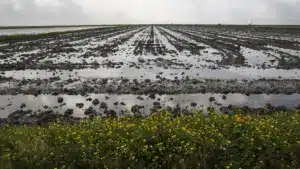 Palourdes ? Le directeur général dit qu'il y a eu des cas de contamination ici (et pas seulement).