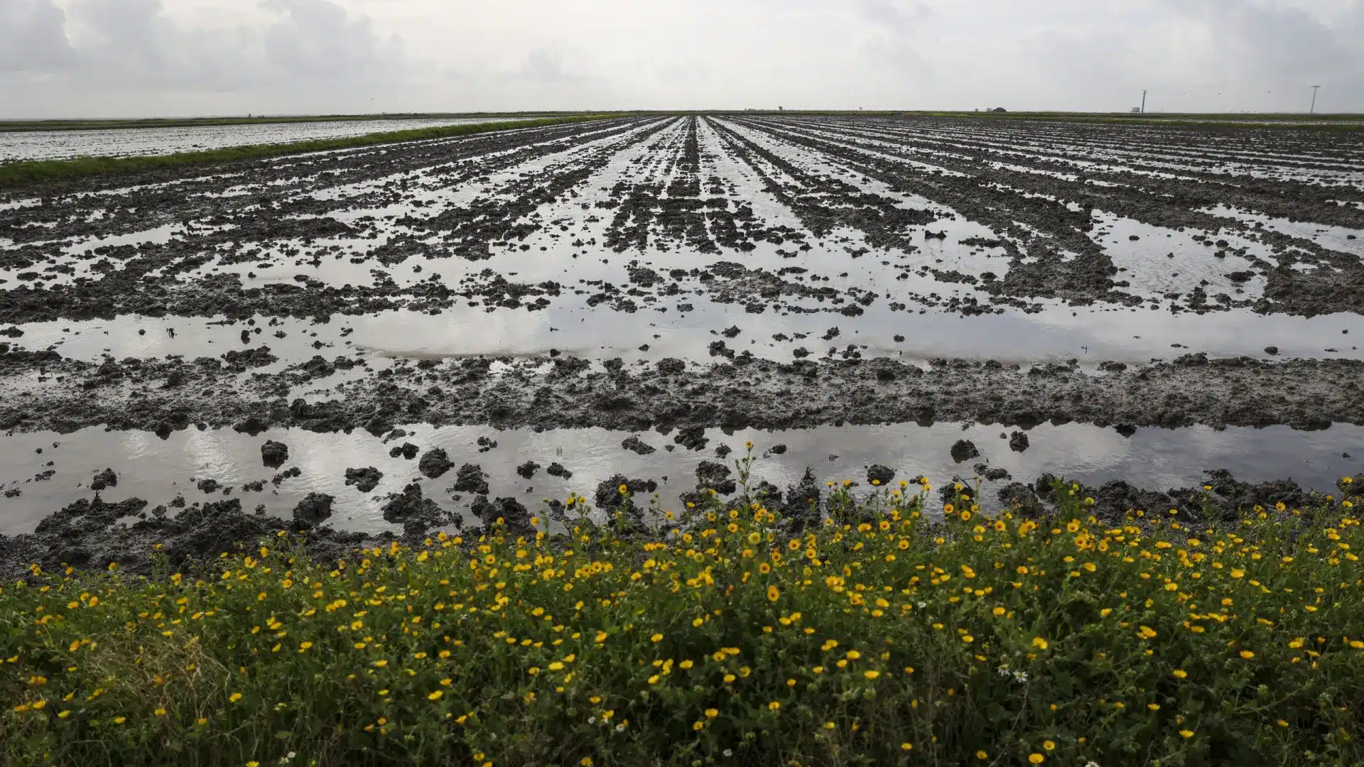 Palourdes ? Le directeur général dit qu'il y a eu des cas de contamination ici (et pas seulement).