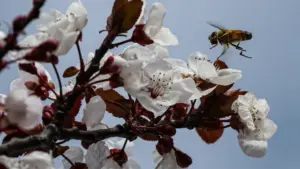 Quercus a lancé une nouvelle édition d'"hôtels" pour les insectes pollinisateurs.