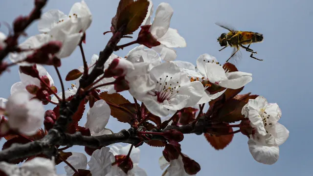 Quercus a lancé une nouvelle édition d'"hôtels" pour les insectes pollinisateurs.
