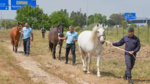 Sintra recueille 3 chevaux abandonnés et victimes de mauvais traitements. Il y a des images.