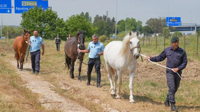 Sintra recueille 3 chevaux abandonnés et victimes de mauvais traitements. Il y a des images.
