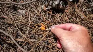 Suspect d'incendie de forêt arrêté à Gouveia