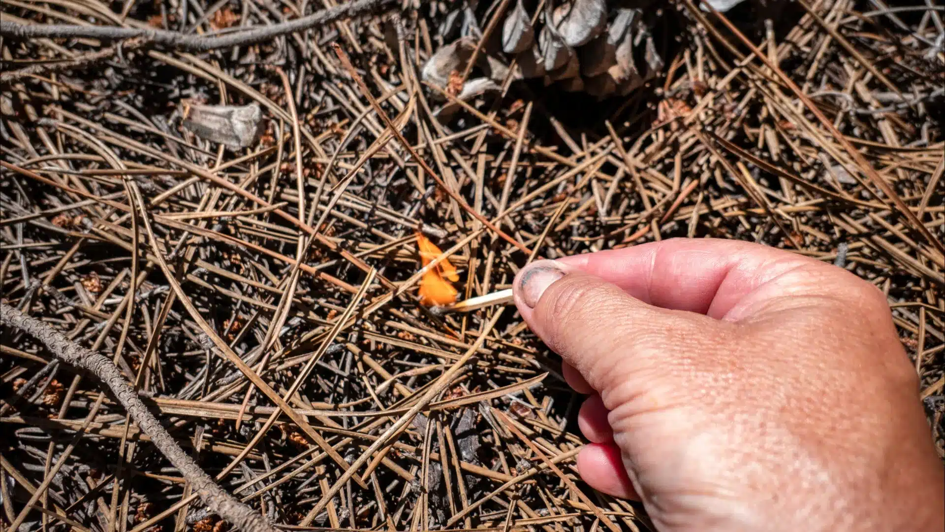Suspect d'incendie de forêt arrêté à Gouveia
