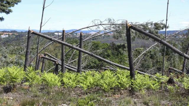 Trois forêts nationales du littoral "particulièrement touchées" par le mauvais temps